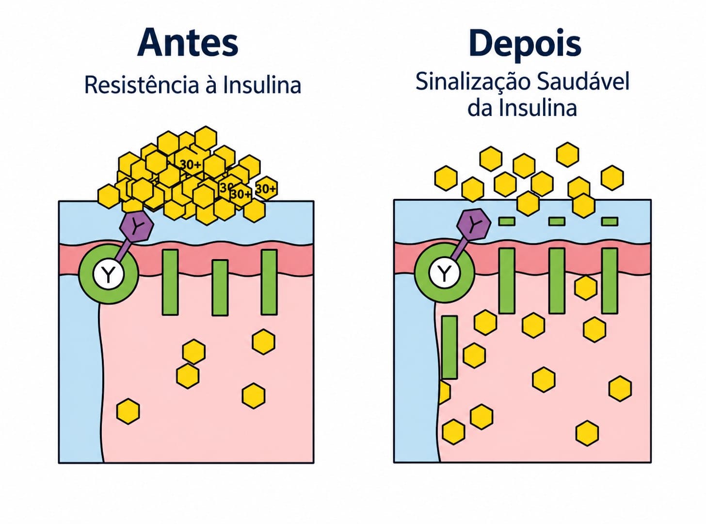 Comparativo: célula resistente à insulina antes e depois